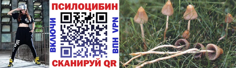 Галлюциногенные грибы Psilocybe  Фатеж 